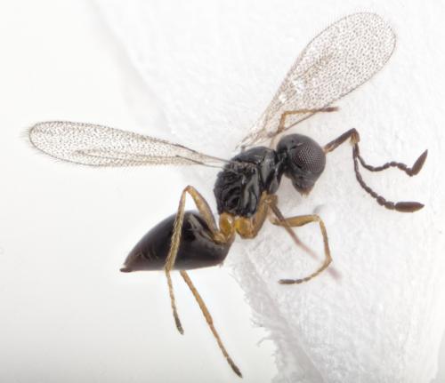 Ooctonus sp.